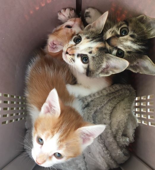 里親決定】子猫6匹 – ニャン友ねっとわーく北海道