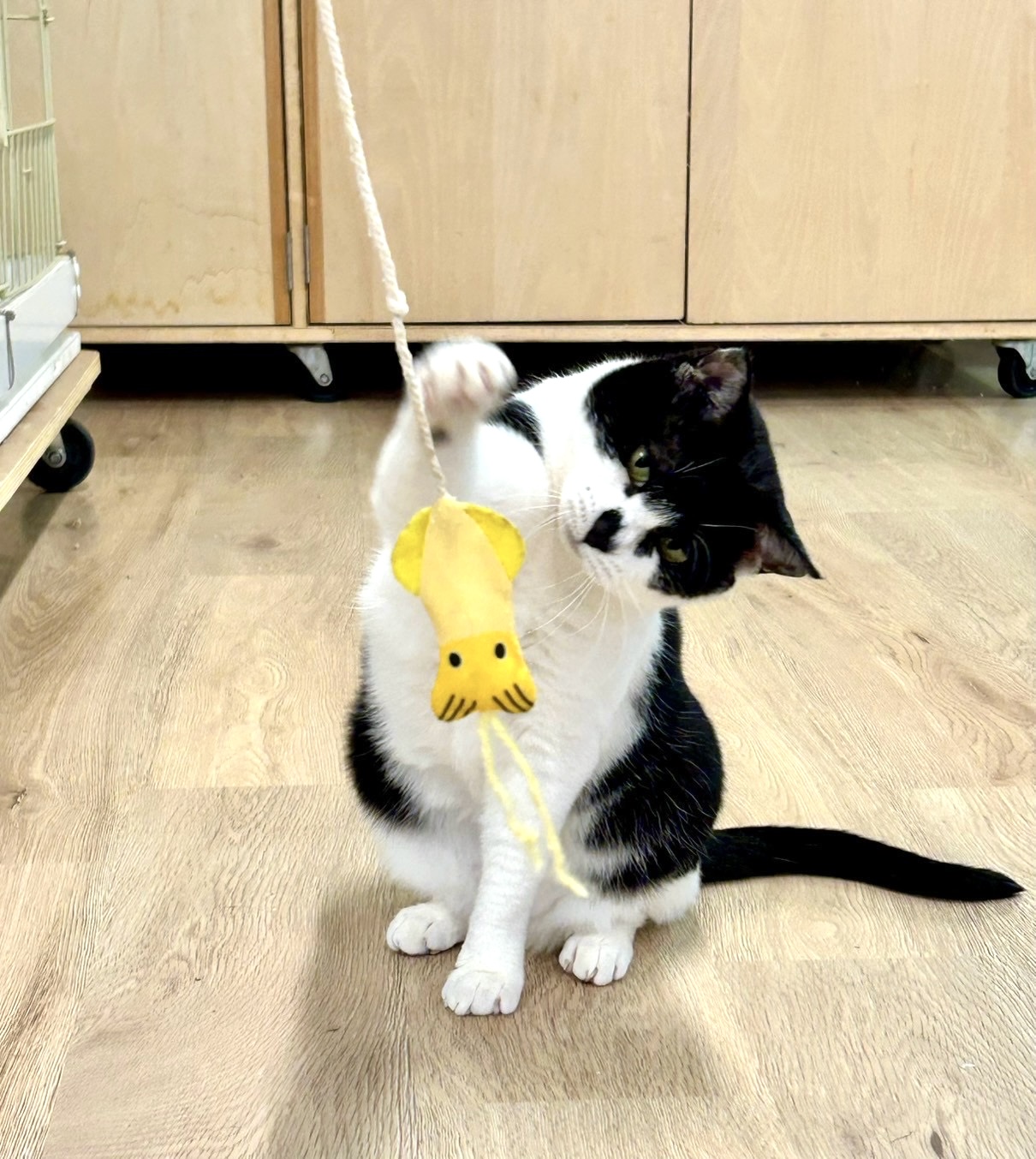 陣川 チーコ – ニャン友ねっとわーく北海道