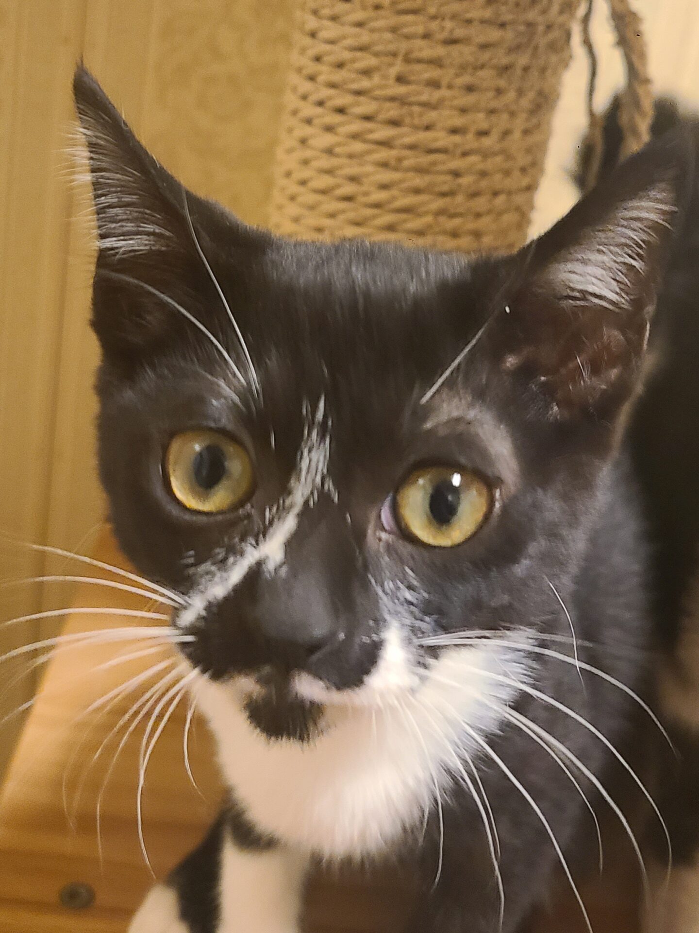 増毛 はるる – ニャン友ねっとわーく北海道