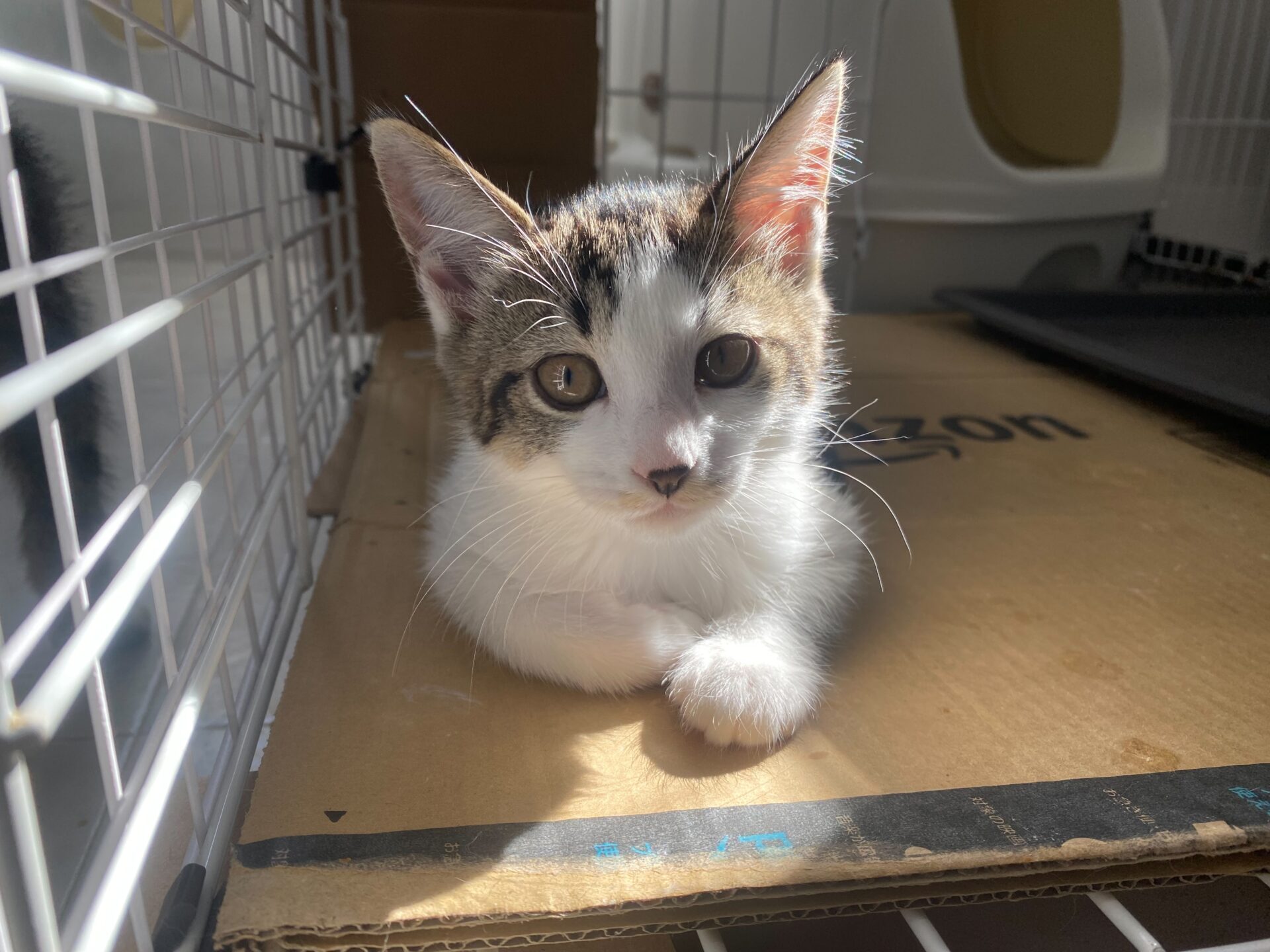 駒 うみ – ニャン友ねっとわーく北海道