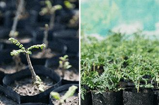 フランキンセンス クレンジングクリーム | ニールズヤード レメディー