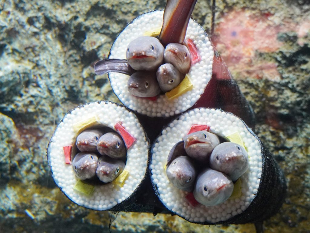 仙台うみの杜水族館に今年も「アナゴの恵方巻き水槽」 アナゴに