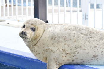 アザラシシーパラダイス 飼育日誌④｜紋別市 オホーツク・ガリンコ