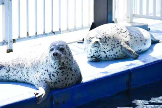 アザラシシーパラダイス 飼育日誌④｜紋別市 オホーツク・ガリンコ