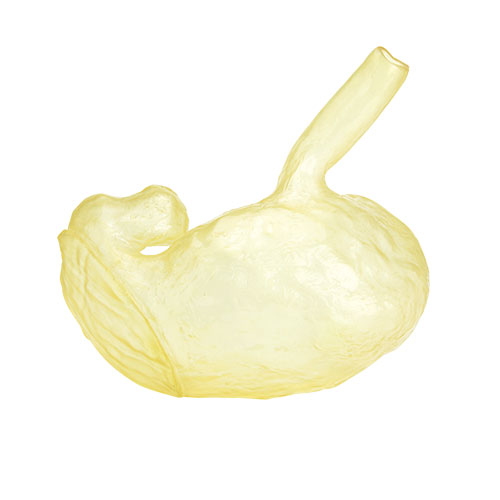 原寸大胃模型｜ソフビ製作 オビツ製作所