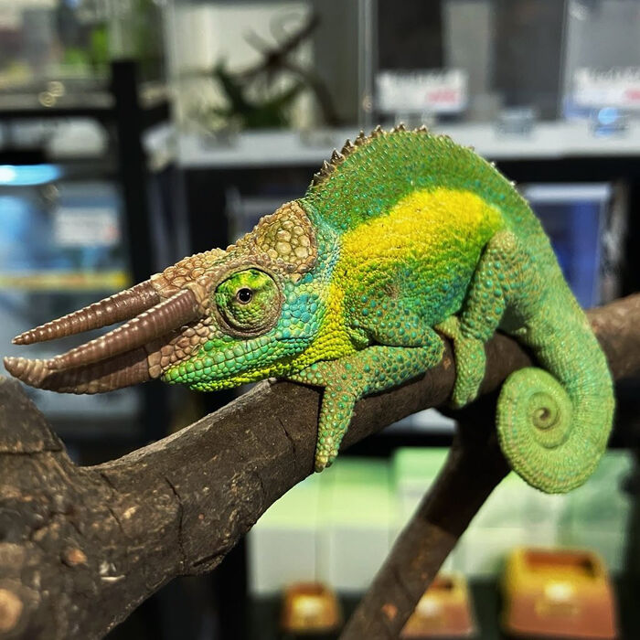 新着】レインボージャクソンカメレオン販売中！ | ブログ | 大阪府門真