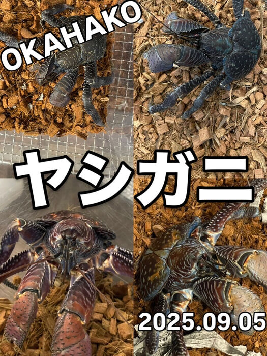 新着】ヤシガニ到着しました！販売中！大阪門真のオカハコです