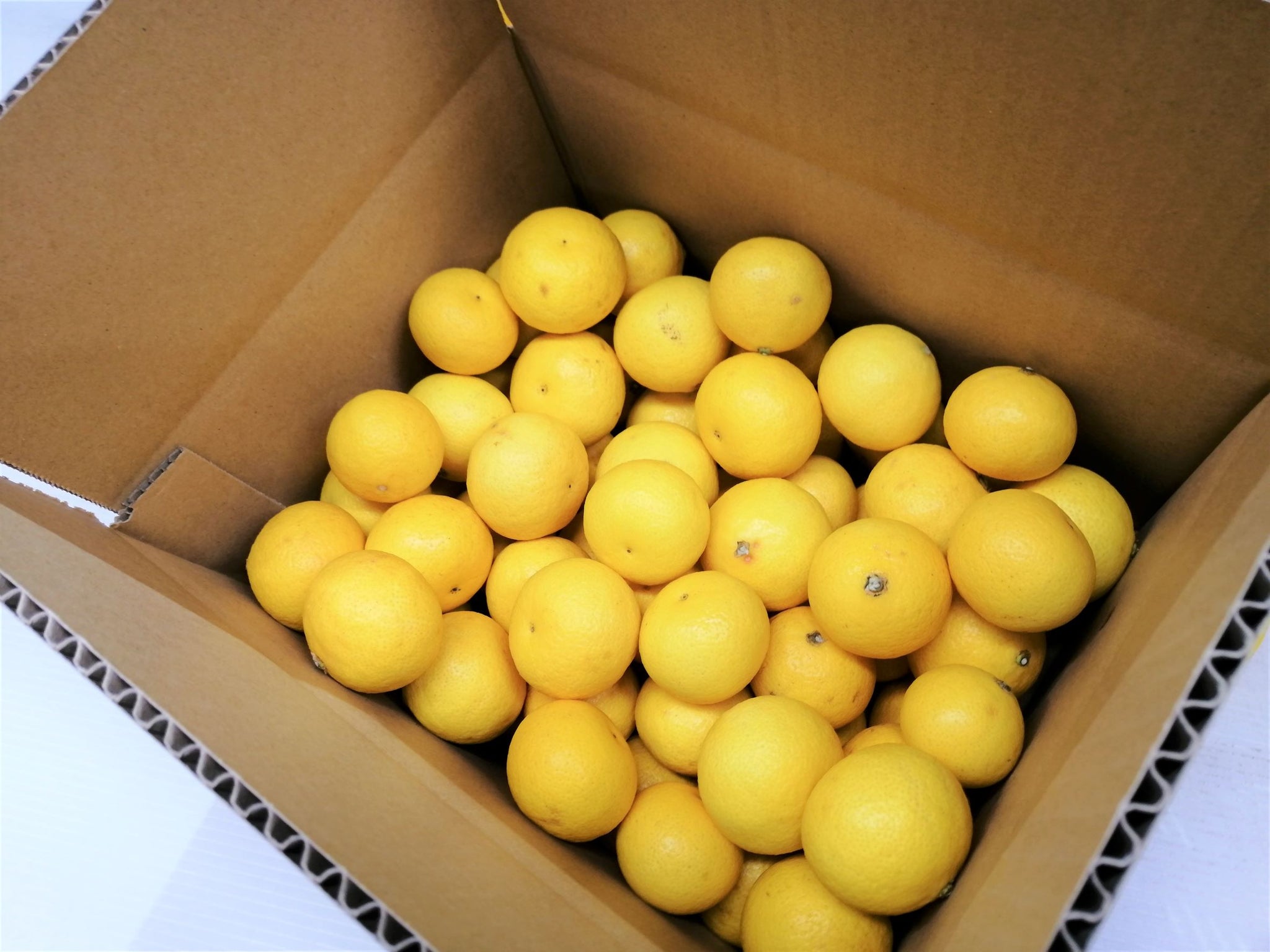 黄金柑 小玉3S わけあり3kg – 岡宗農園メリーガーデン オンラインストア