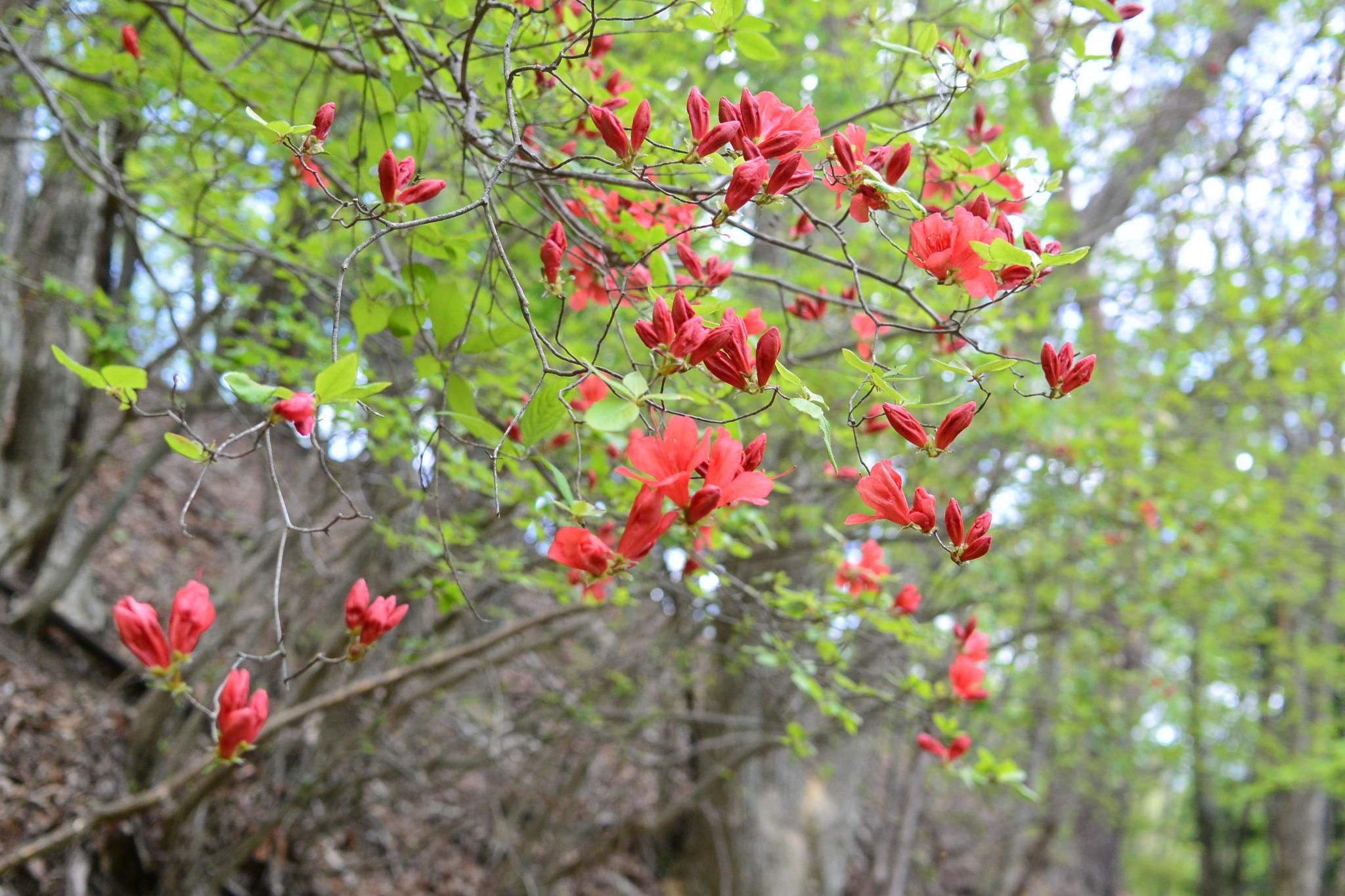 奥多摩植物目録