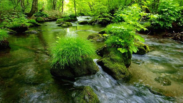 渓流生態系 | 奥入瀬フィールドミュージアム