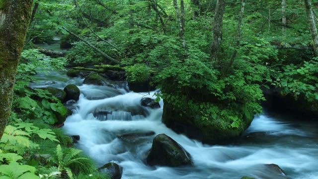 渓流生態系 | 奥入瀬フィールドミュージアム