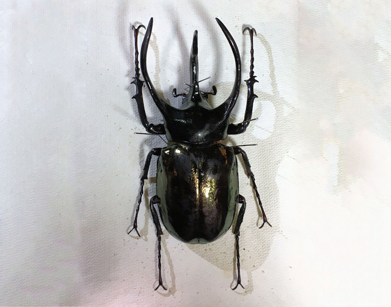 当店のお客様が希望する標本製作依頼について標本製作の流れについて