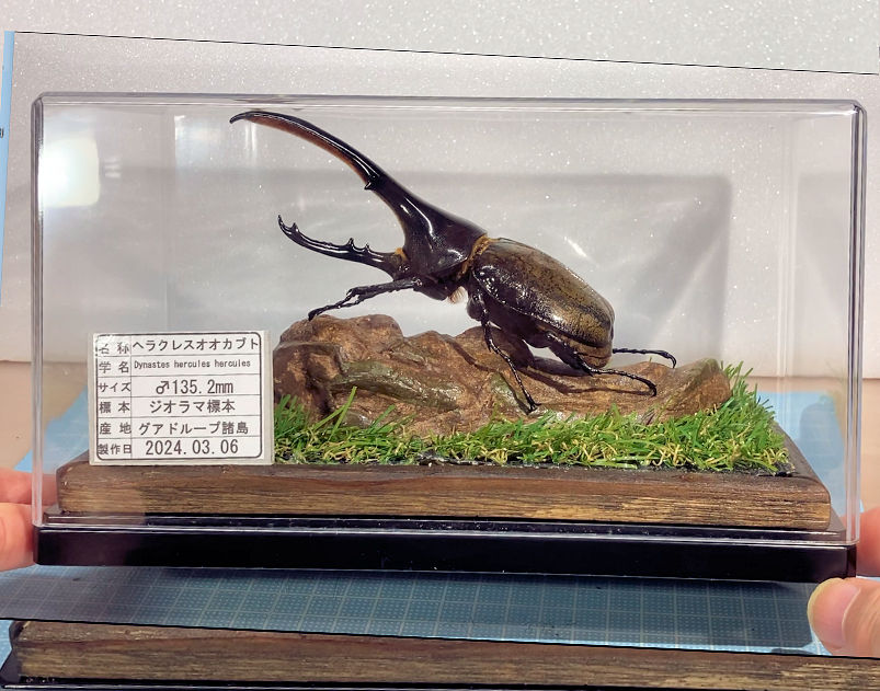 深型ケース＋造形流木R-01の組み合わせによるパターンQジオラマ標本