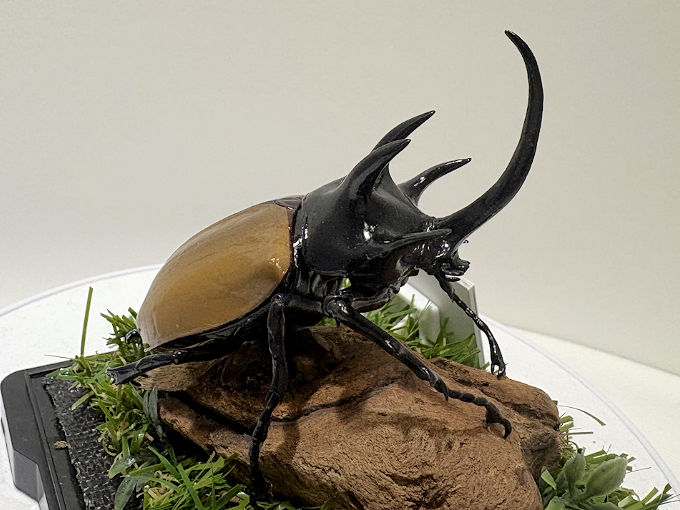 ゴホンヅノカブト♂87mmレプリカジオラマ標本 | オオクワ京都昆虫館