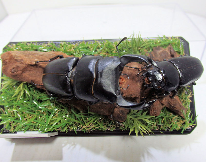 平面標本 | オオクワ京都昆虫館 クワガタ カブトムシ 昆虫標本 昆虫