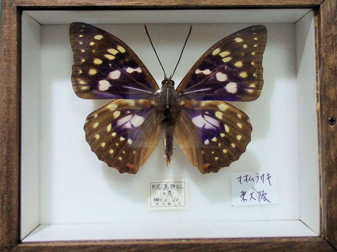 パターンA 簡易木製標本箱 平面標本5点セット04 | オオクワ京都昆虫館