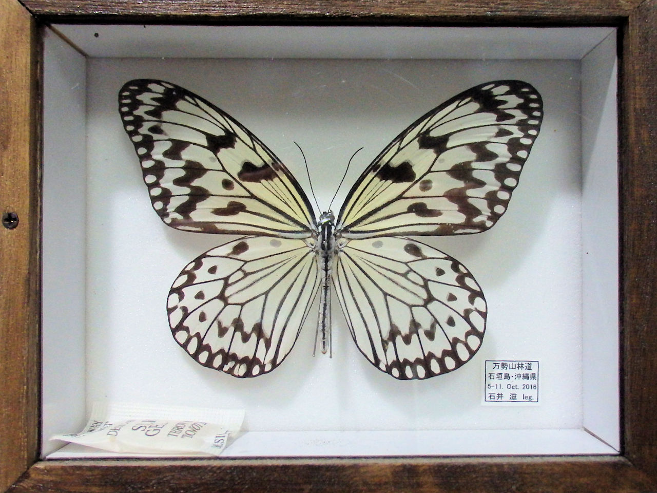 パターンA 簡易木製標本箱 平面標本5点セット04 | オオクワ京都昆虫館