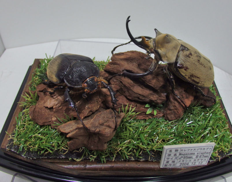 エレファスゾウカブト♂95mm,♀67mm ジオラマ標本 | オオクワ京都昆虫