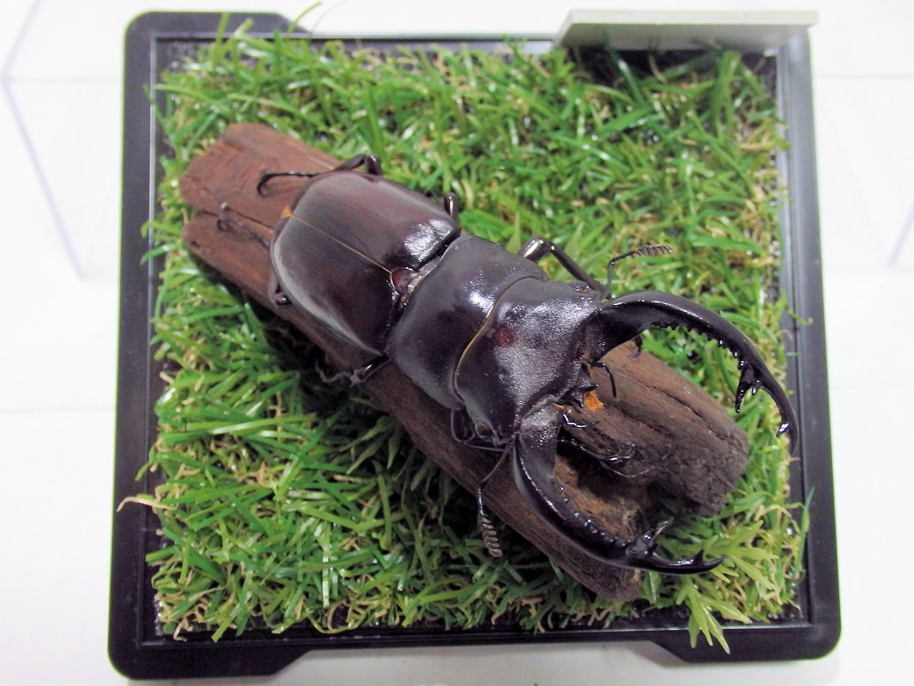 フォルスターフタマタクワガタ♂75mm ジオラマ標本 | オオクワ京都昆虫