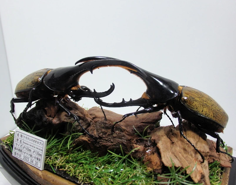 DHヘラクレスオオカブト♂142mm,♂130mm ジオラマ標本 | オオクワ京都