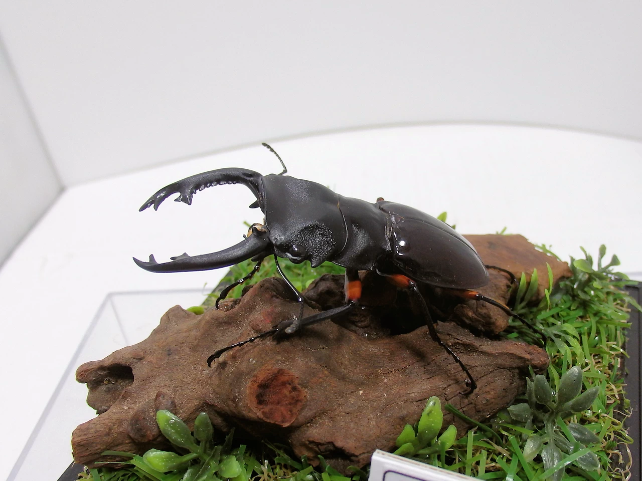 インペリアリスツヤクワガタ♂68m ジオラマ標本 | オオクワ京都昆虫館