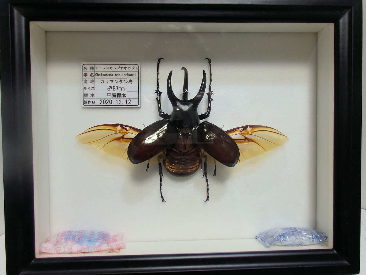 ドイツ標本箱（小）各種平面標本 5点セット（10） | オオクワ京都昆虫