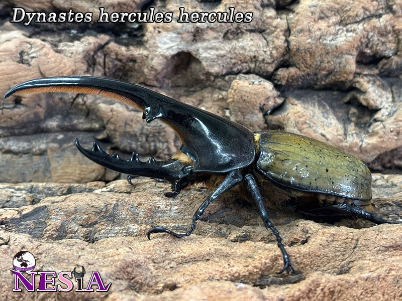 NESiA ONLINE SHOP / 【成虫ペア】ヘラクレスヘラクレスオオカブト