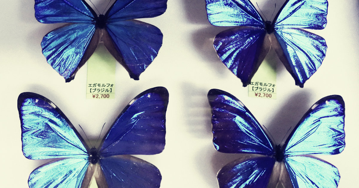 昆虫標本』を大量に売ってる店―おしゃれなインテリアとしても最高