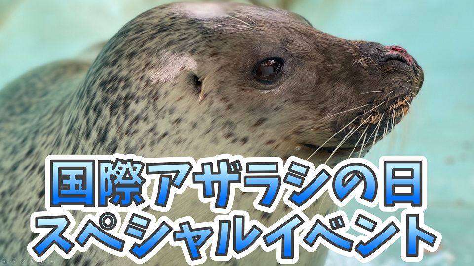 国際アザラシの日スペシャルガイド 3/20 - 大牟田市動物園 Omuta City Zoo
