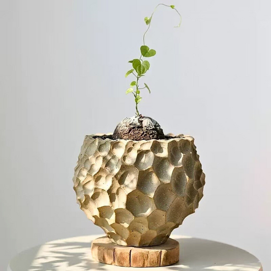 シンプルな植木鉢専門店｜観葉植物や塊根植物、盆栽にぴったりな陶器の