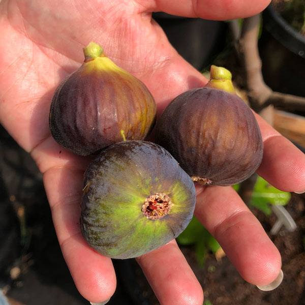 I-258 Fig Tree - One Green World