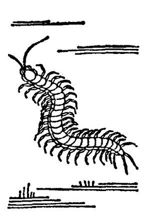 和漢三才圖會卷第五十四 濕生類 蜈蚣（むかで）: Blog鬼火～日々の迷走