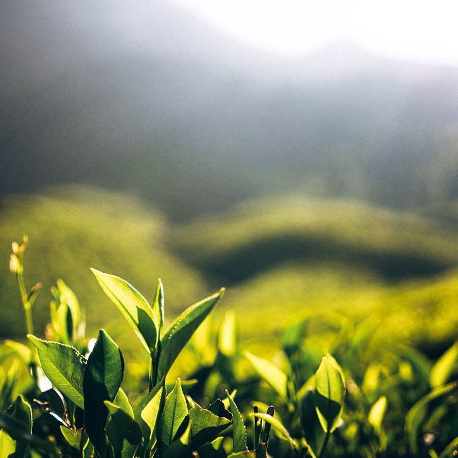 CULTI | THE カーフレグランス｜【公式】ACTUS online｜家具