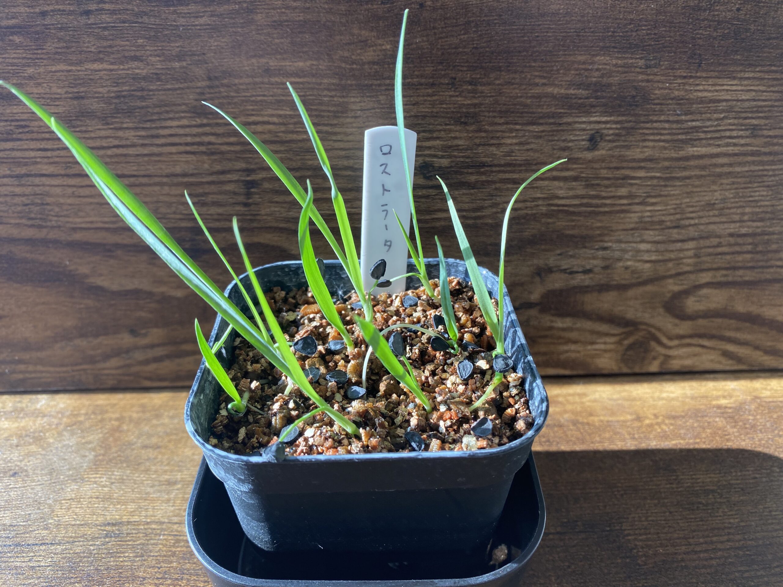 ユッカロストラータ栽培記録】ユッカロストラータ実生の育て方とコツを