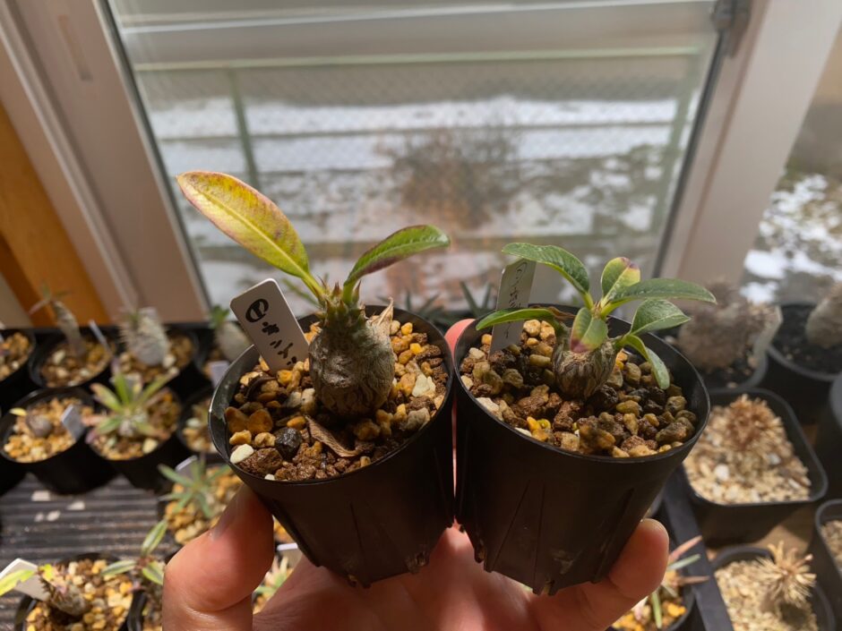 パキポディウムウィンゾリー栽培記録】ウィンゾリー実生の育て方（2022