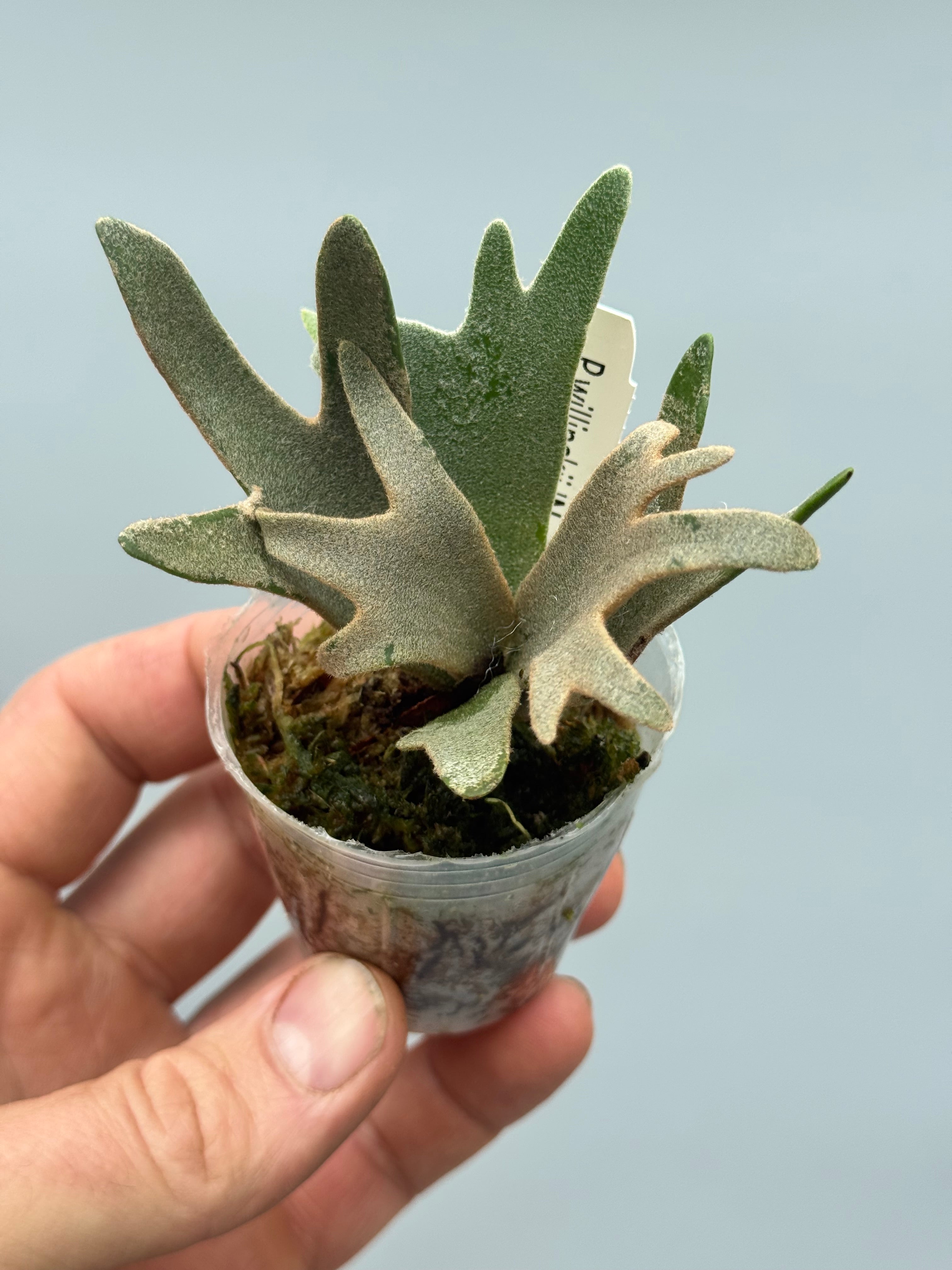 Platycerium willinckii 'Nano'