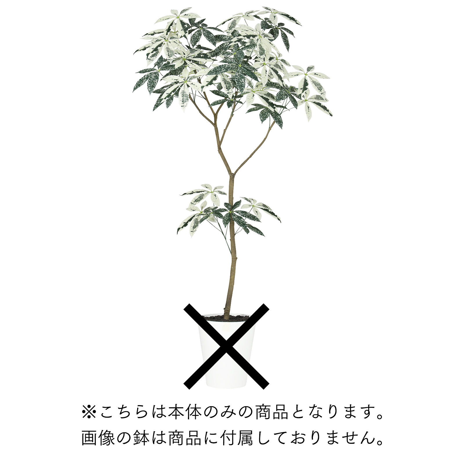 送料別途】ﾊﾟｷﾗ ﾐﾙｷｰｳｪｲ FST: インテリアグリーン（鉢物・樹木