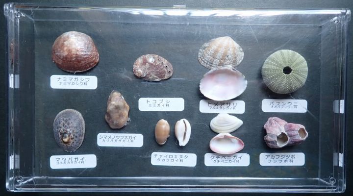 貝殻の標本作り2022…標本箱をクリアケースに変えてみた: あうるの森