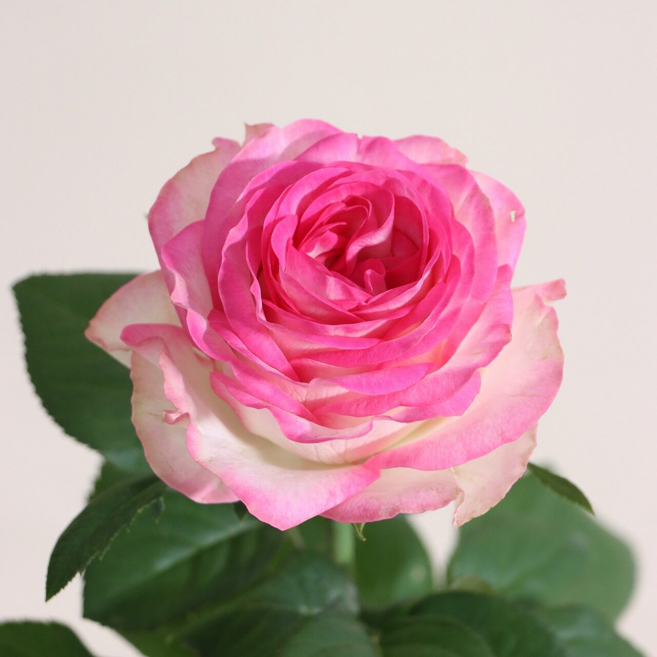 秋を彩る 最新バラCollection - 株式会社大田花き