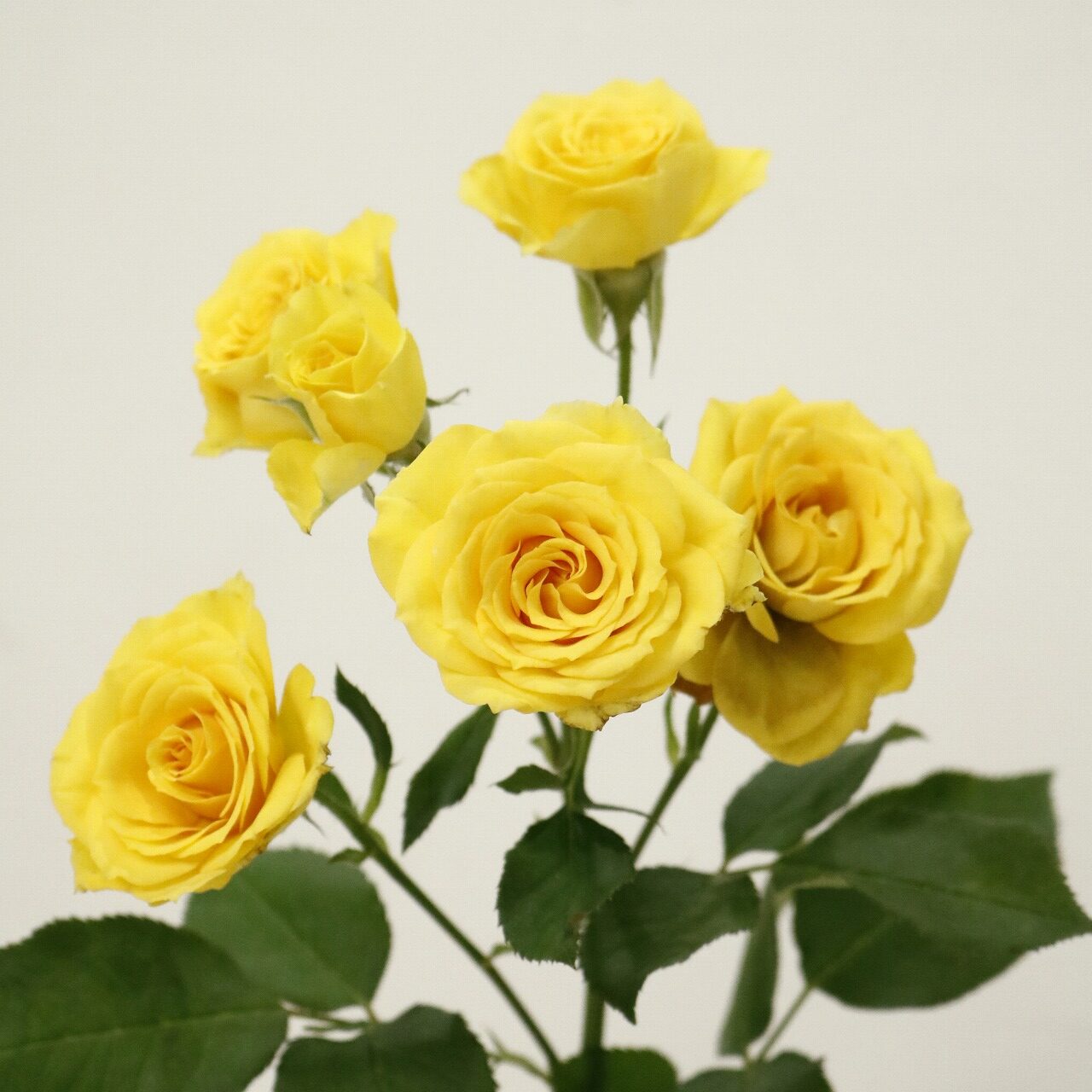 栃木大田会｜こだわりの薔薇 - 株式会社大田花き