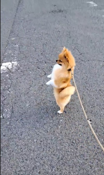 アクスタにしたい」 ポメラニアンの美しすぎる直立姿に爆笑（おたくま