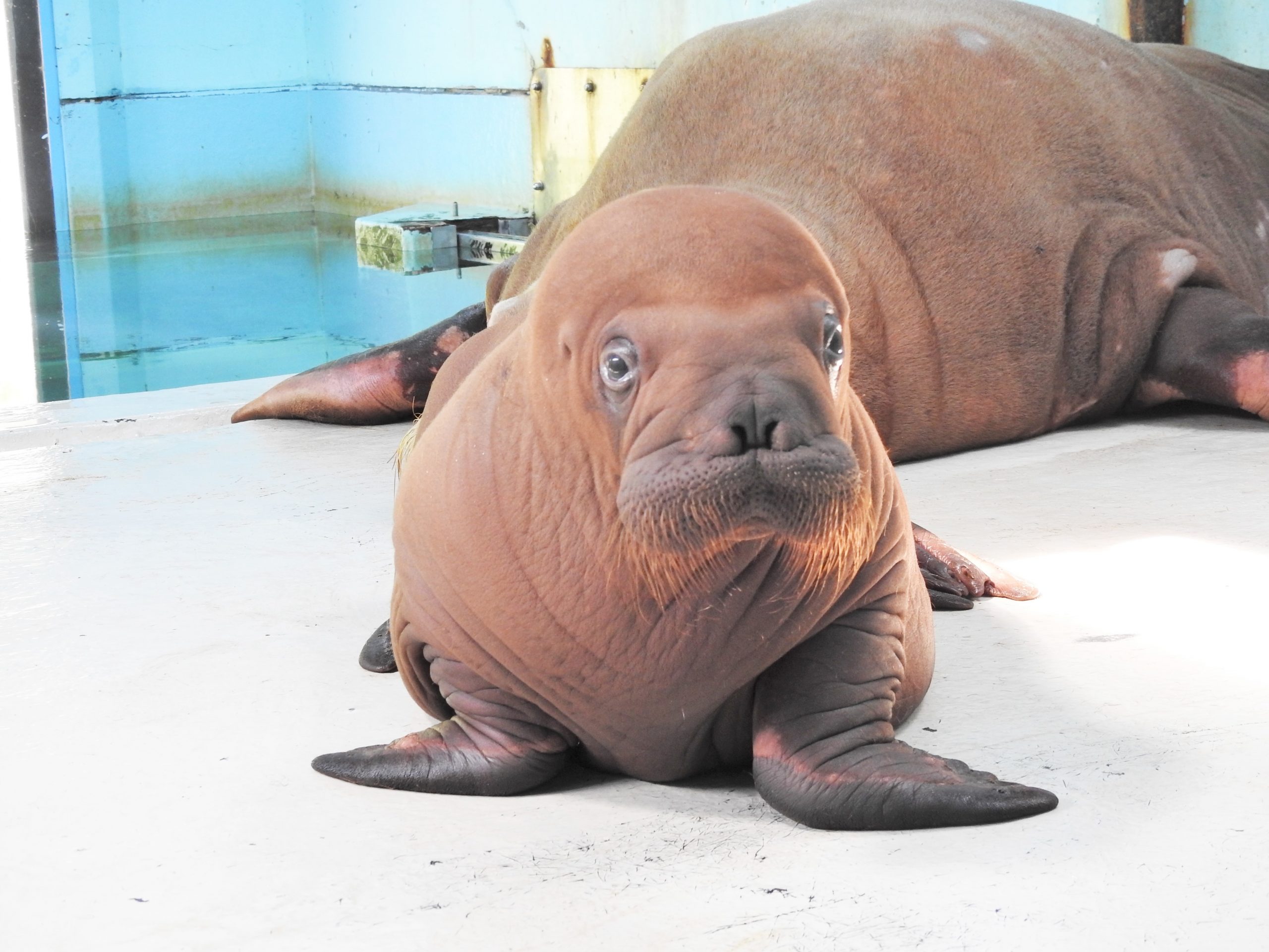 セイウチ誕生！ | 【公式】おたる水族館