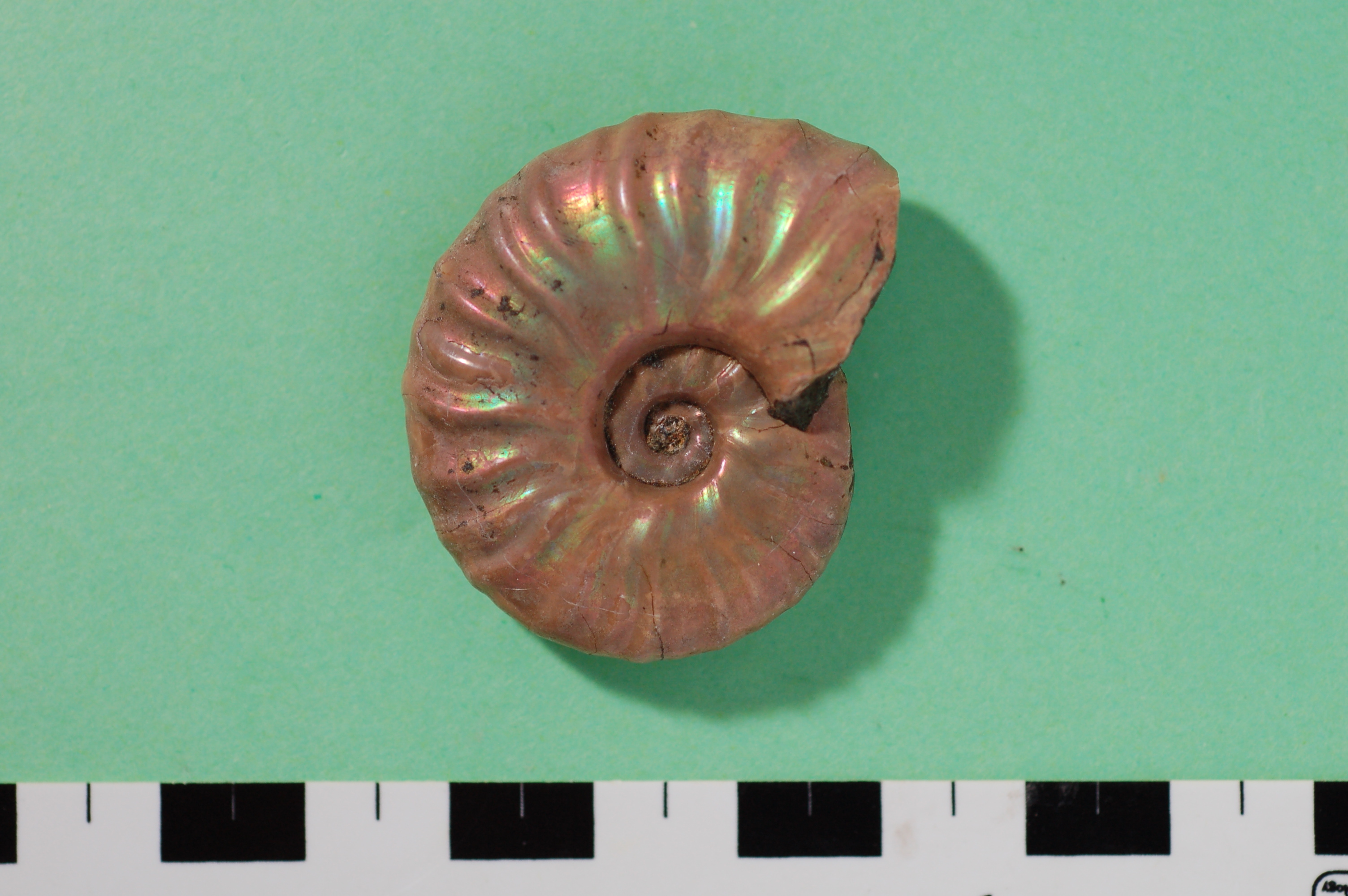 国内最古級 恐竜化石 本格発掘調査プロジェクト」 ―徳島県で恐竜化石を