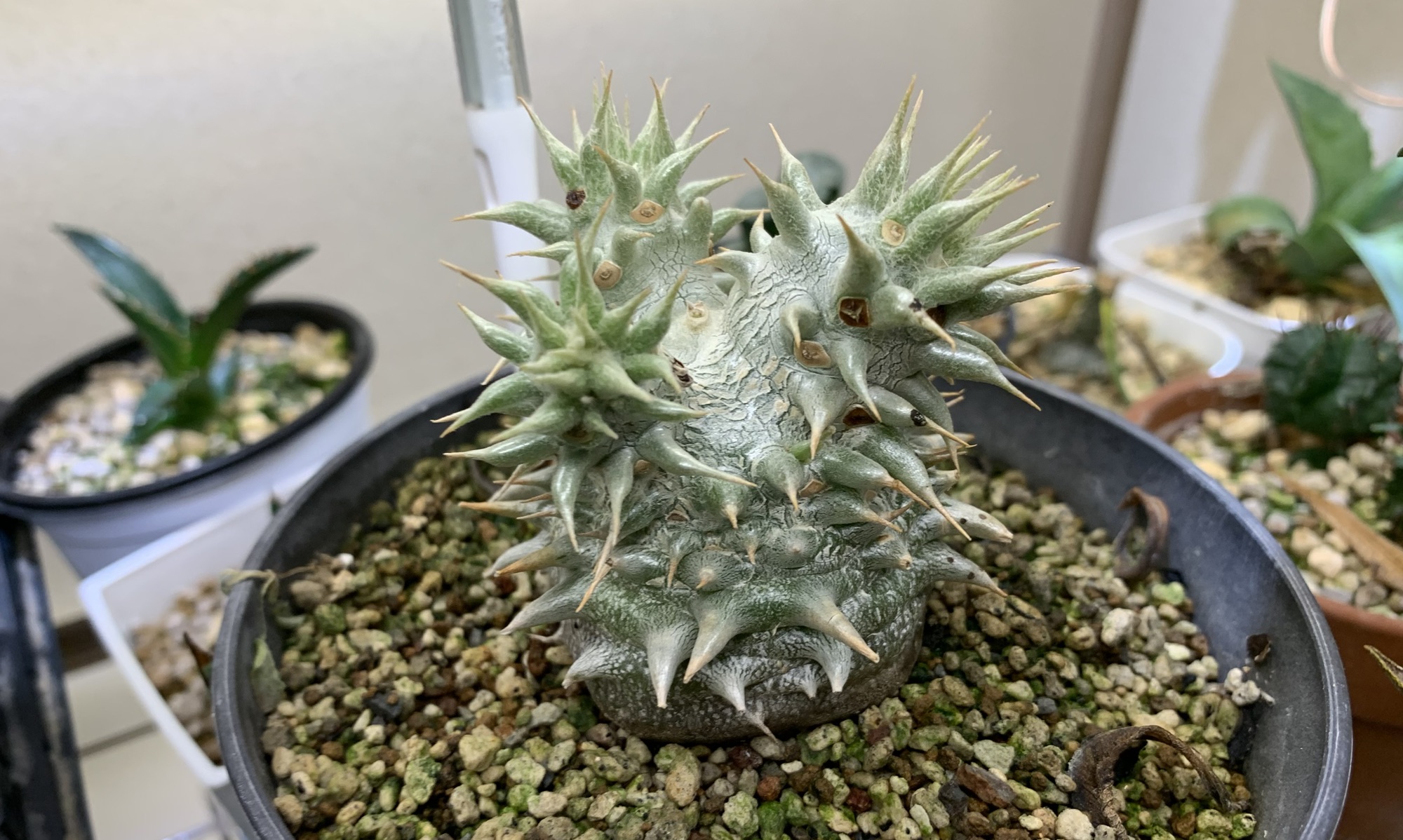 パキポディウム・デンシフローラムの実生育成記録 - 乙 Factory