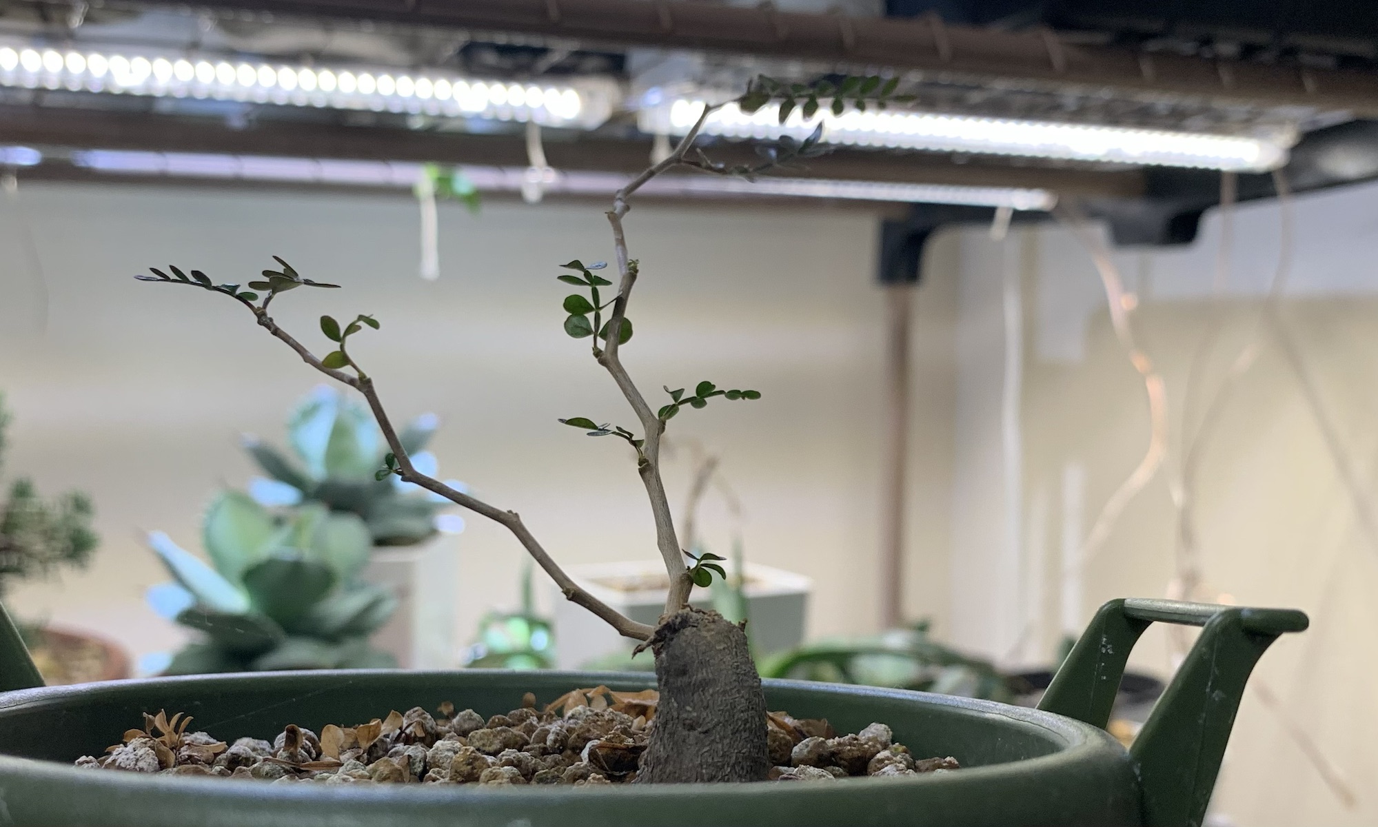 根挿し】オペルクリカリア・パキプスの育成管理記録 – 管理番号01 - 乙