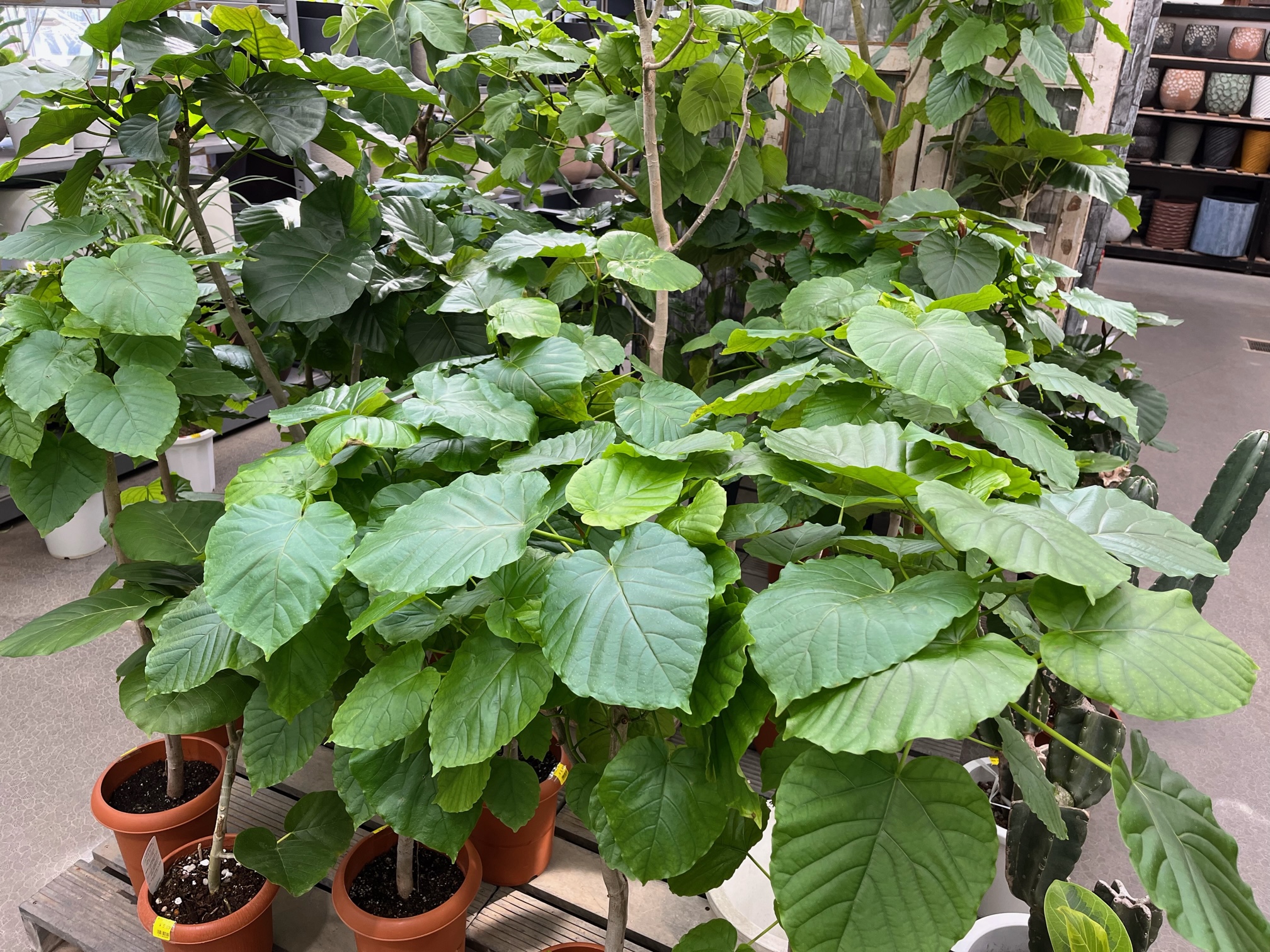 フィカス エベレストあります！！その他おすすめ観葉植物ご紹介