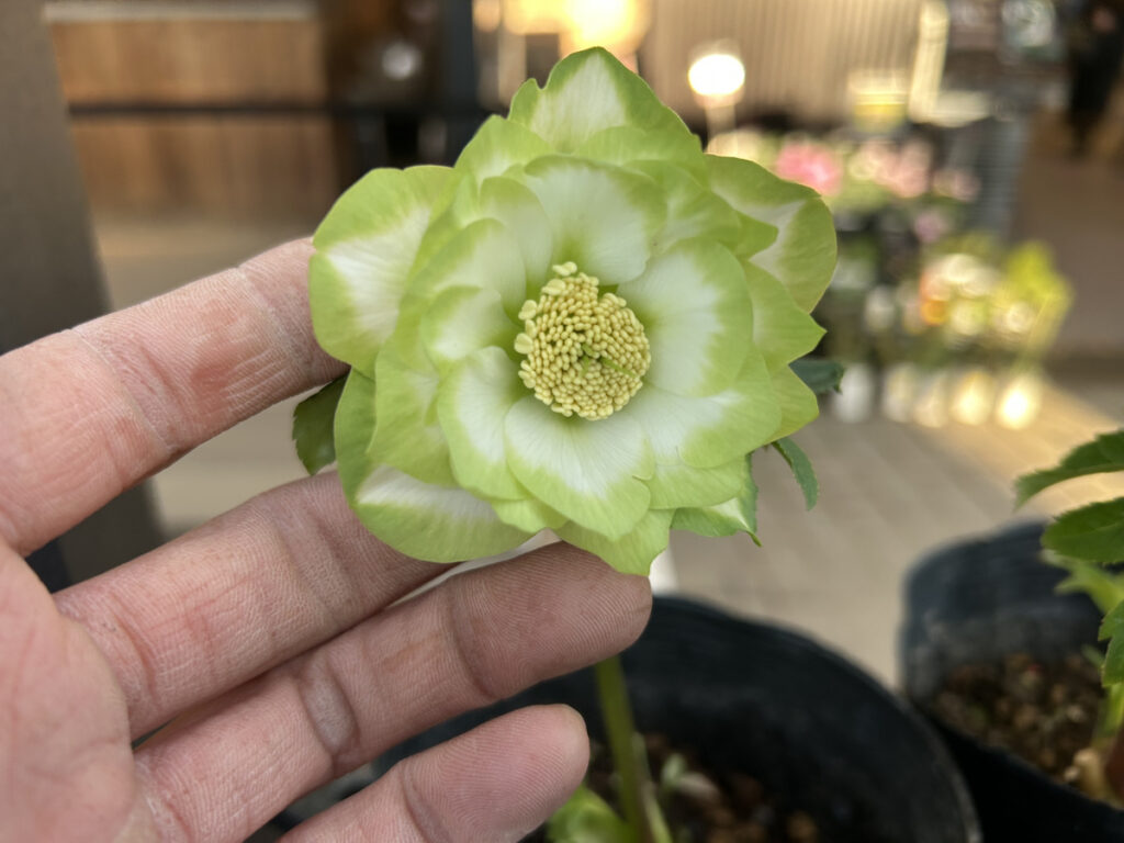 1F クリスマスローズ入荷中!! | オザキフラワーパーク | オザキ