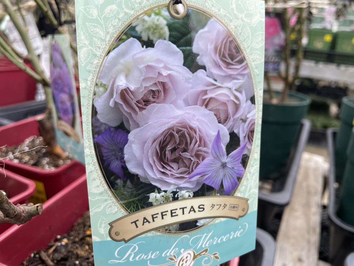 初心者でも安心】バラ苗を買う時の選ぶポイントを解説/ブランド/お