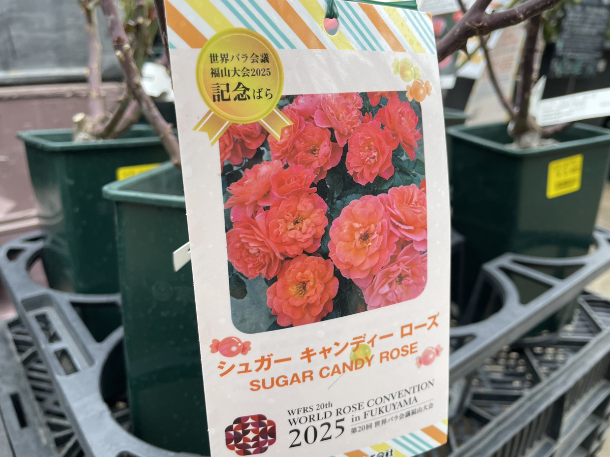 初心者でも安心】バラ苗を買う時の選ぶポイントを解説/ブランド/お