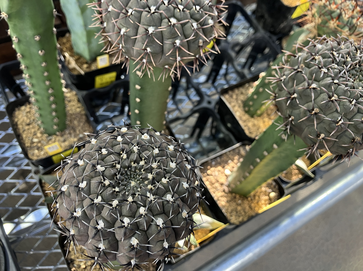 サボテン実生苗探訪 | オザキフラワーパーク | オザキフラワーパーク
